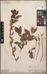 Foto von Salix cinerea L.